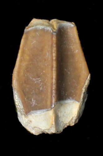 lambeosaurus Tooth - Aguja Formation, Texas #38981